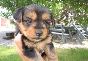lovely tea cup Yorkie puppies for lovely home
