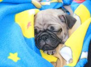 AKC Pug Puppies  for Adoption . 720-583-7624